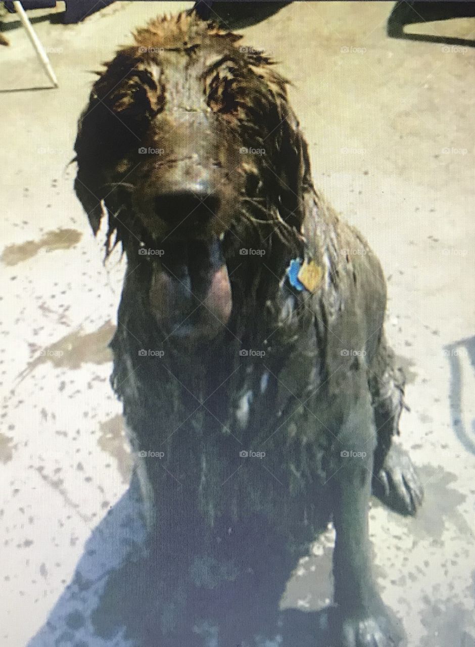 He was a golden retriever...before he spotted the mud puddle