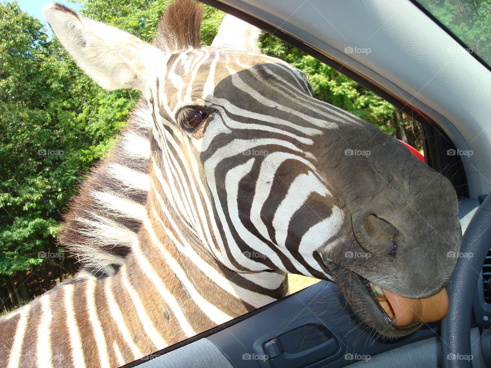 Zebra in my car