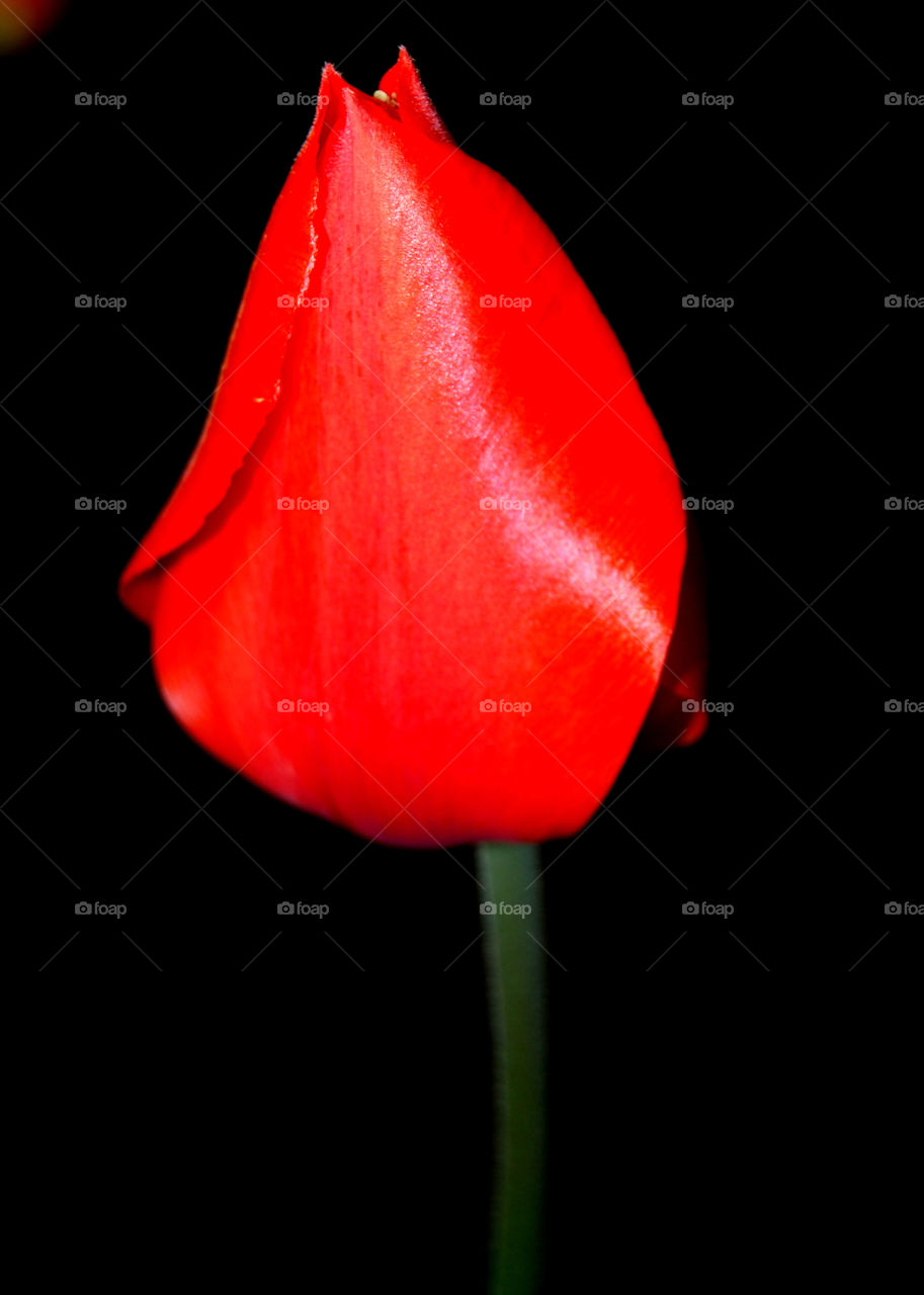 Red Flower Bud