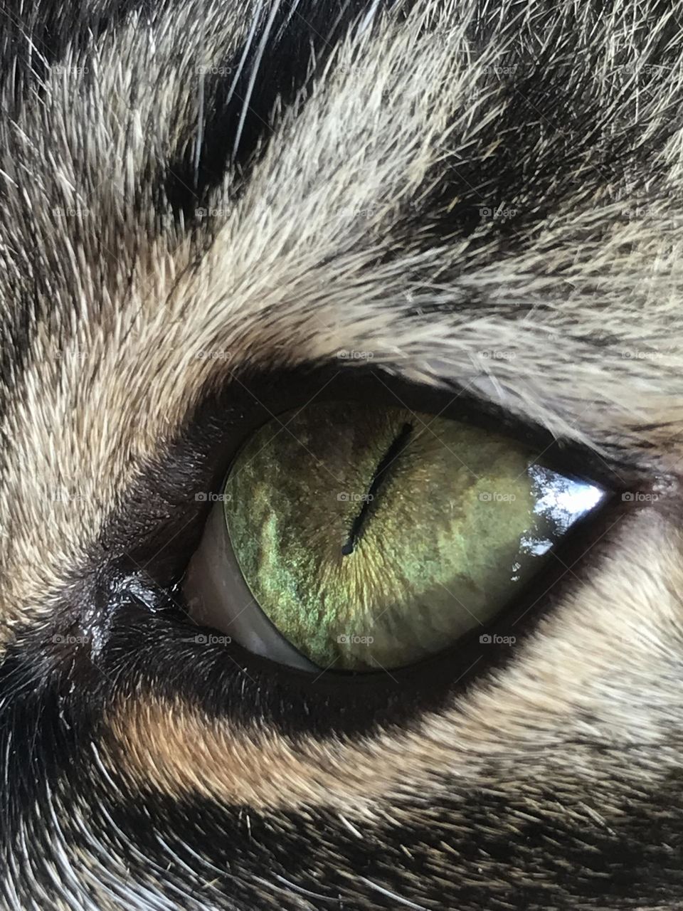 Beautiful eye