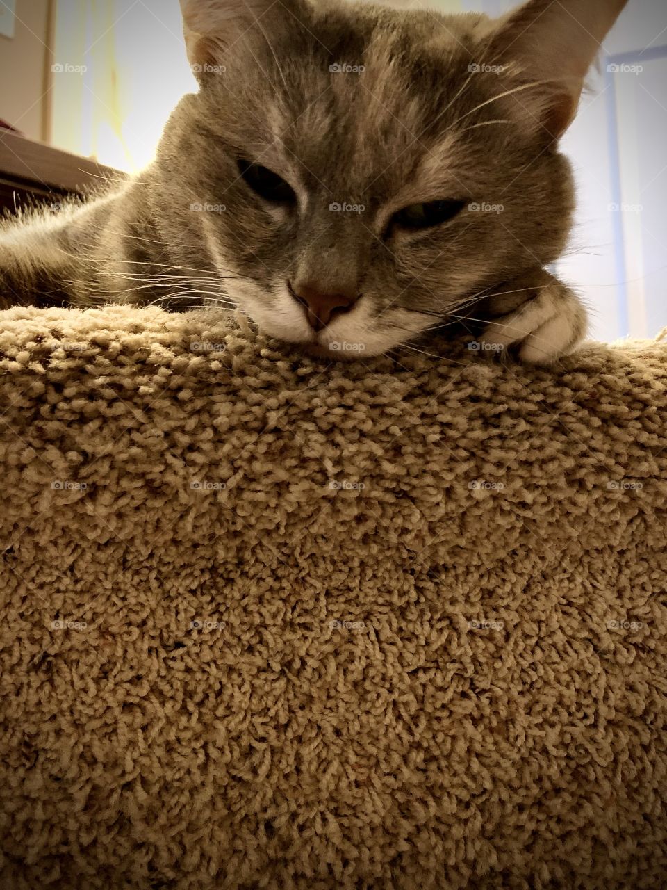 A cute and adorable grey tabby cat who seems tired and is ready to have a nice, long nap. 