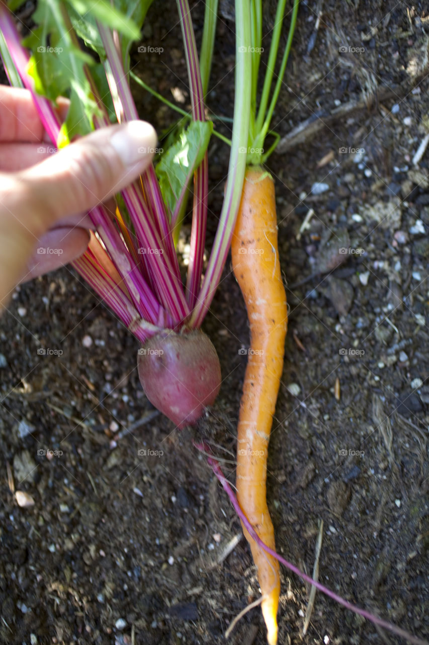 Carrot and beetroot 