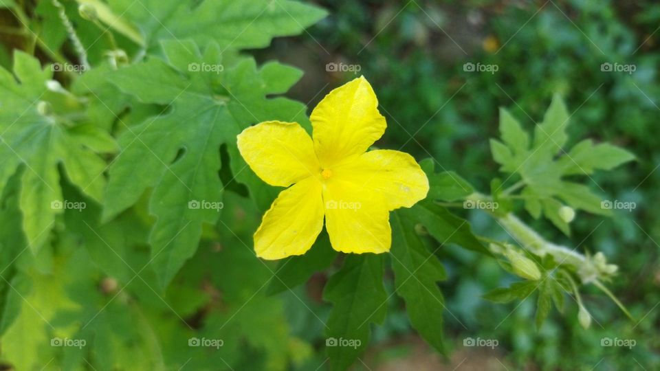 yellow flower