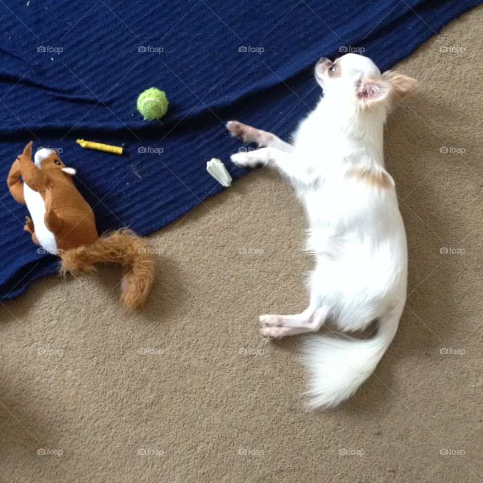 Tired Chihuahua lying down with toy 