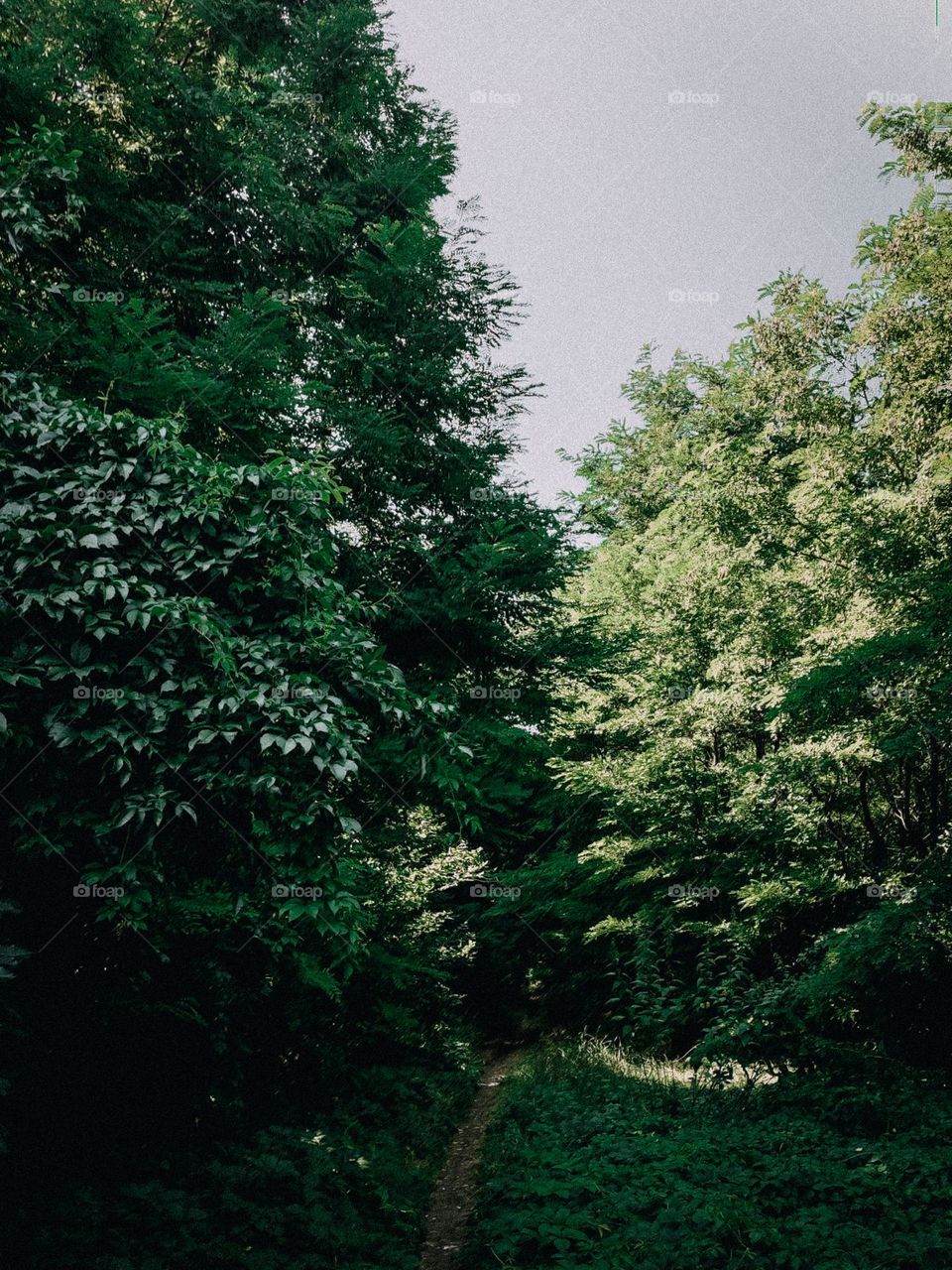 Green trees, path to the forest
