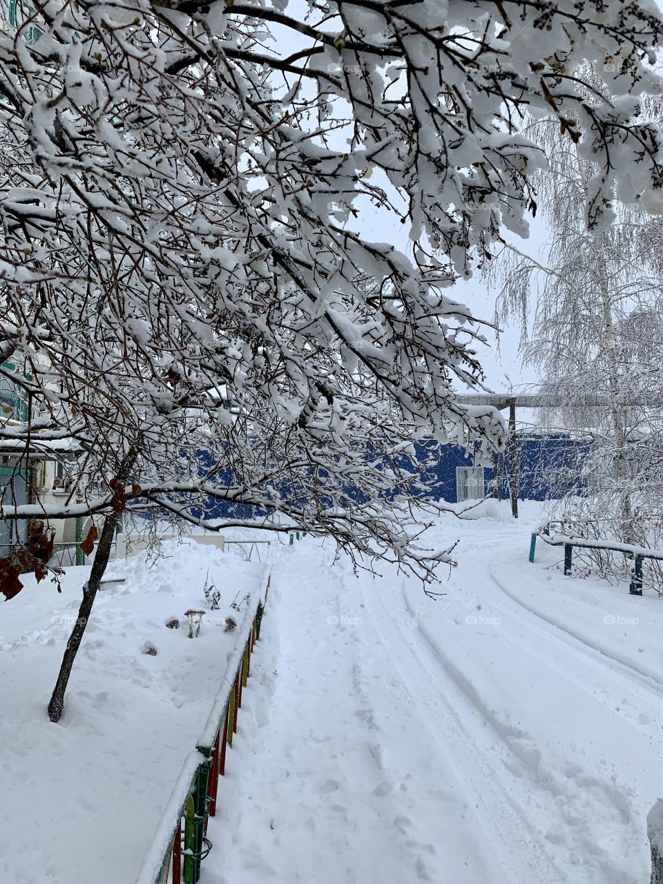 After the snowfall. on the branches of trees lies snow.нннннн
