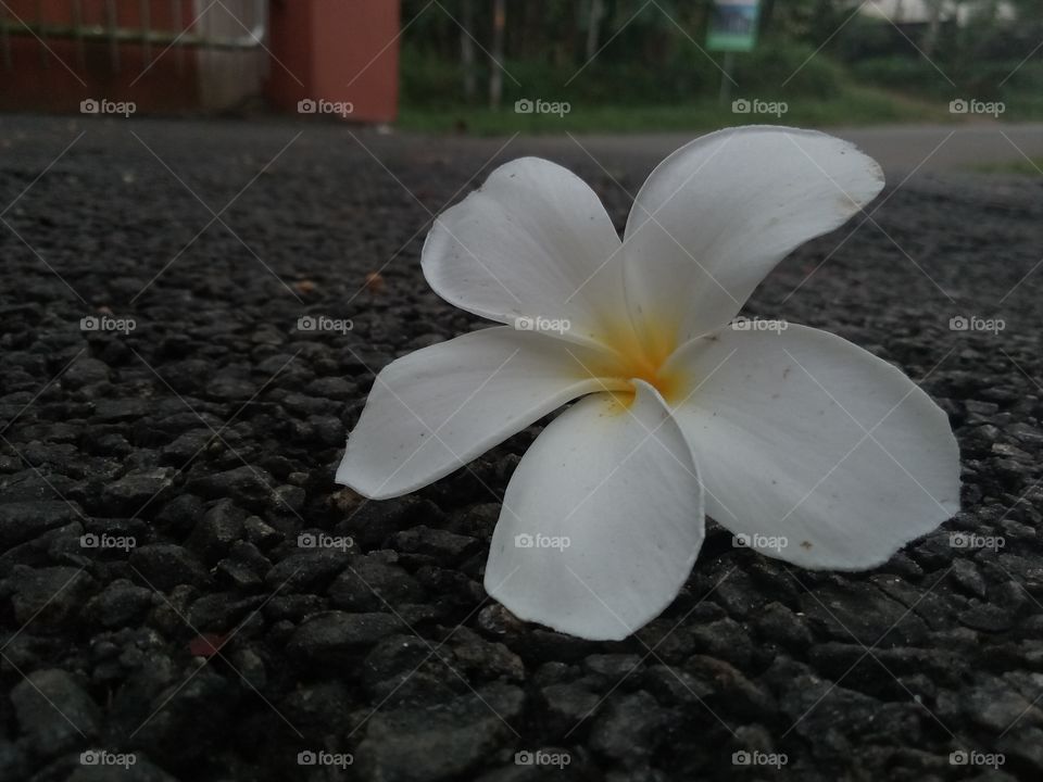 To catch a falling flower,
Or leave it in the rain.