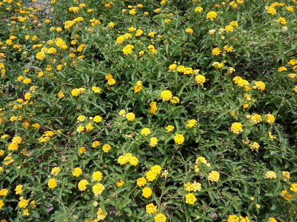 beautiful blooming flowers