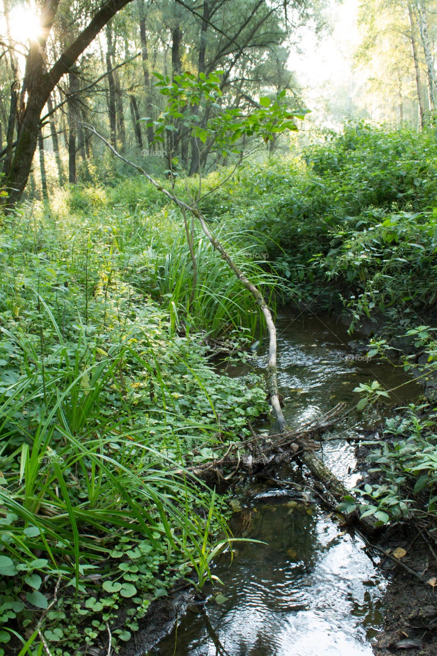 Nature, Water, Wood, Landscape, River