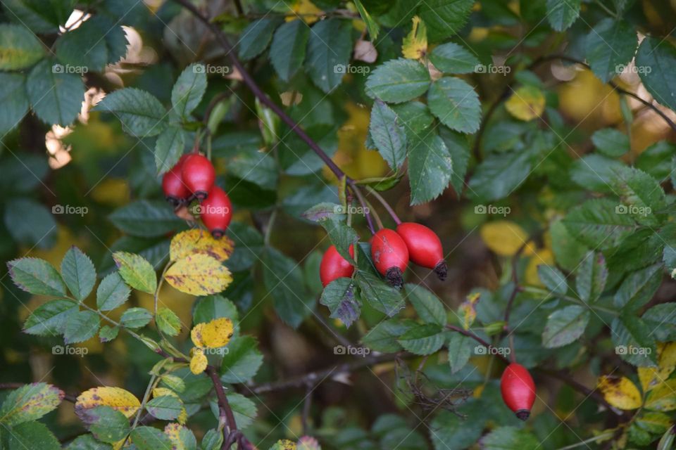 Hagebutten am Strauch