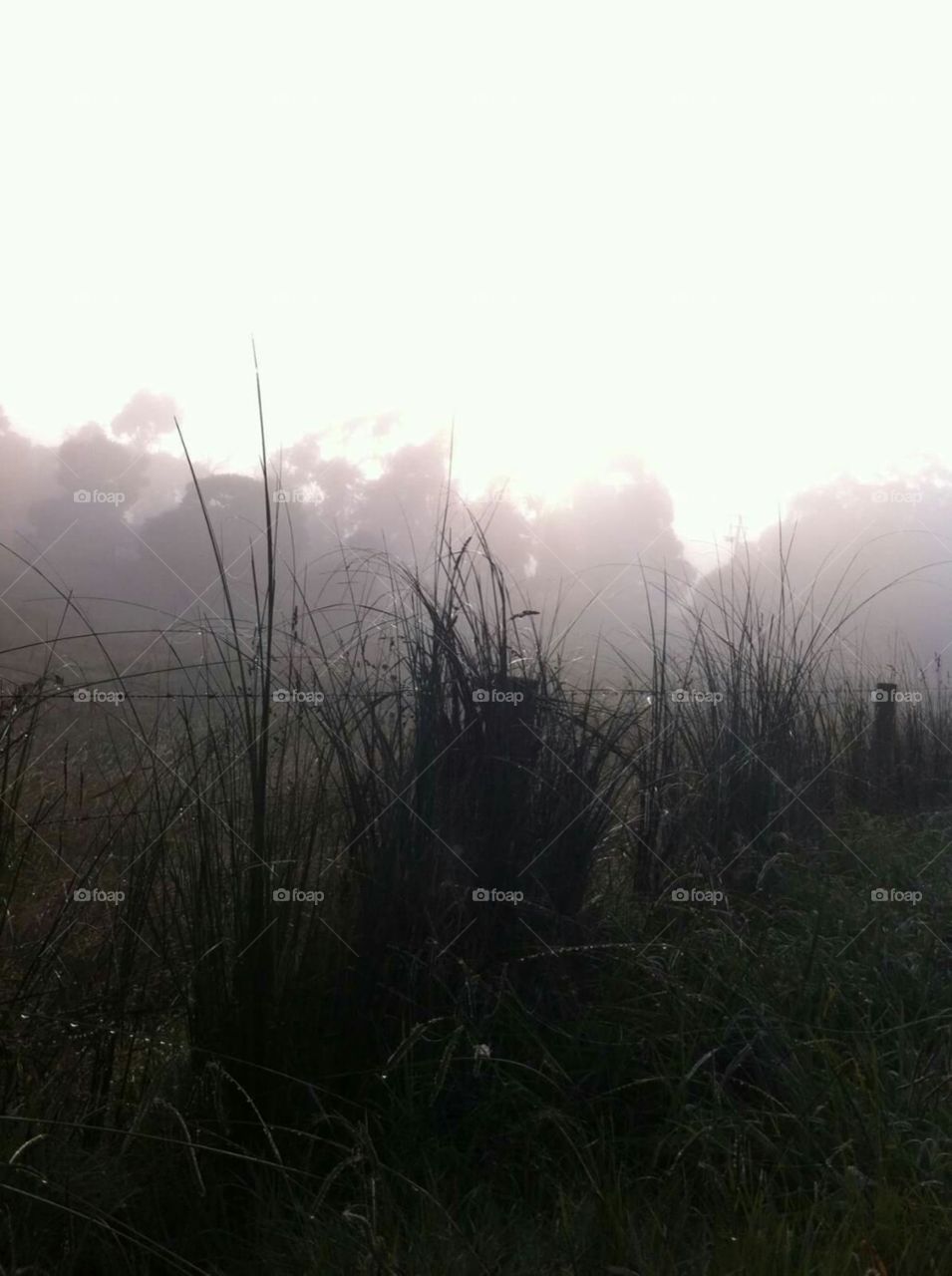 Morning walks make everything okay!