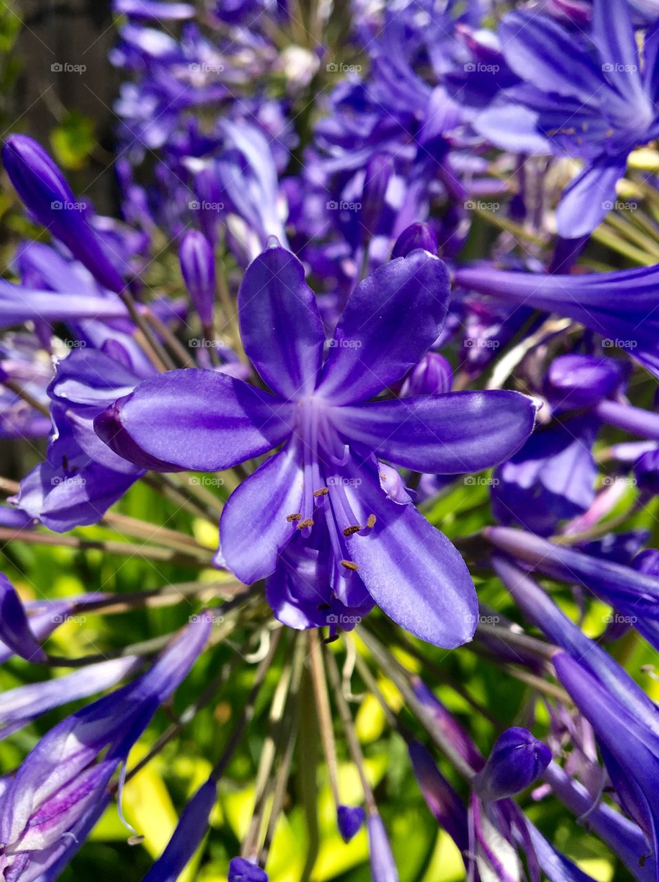 Vivid purple flowers