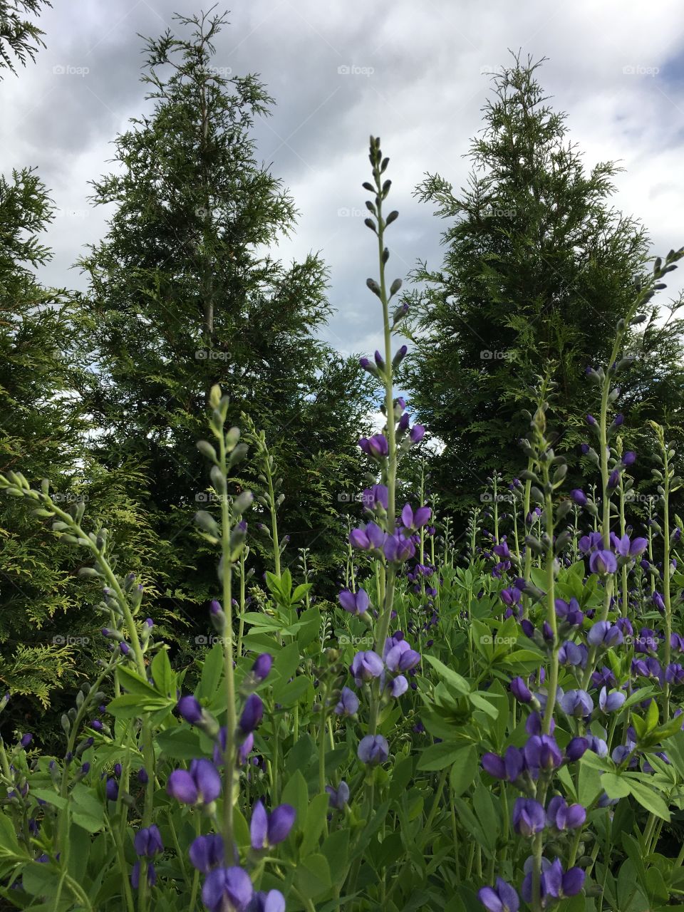Flowers in front of trees 