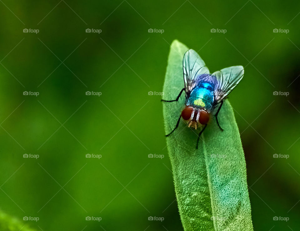 House fly  - backyard