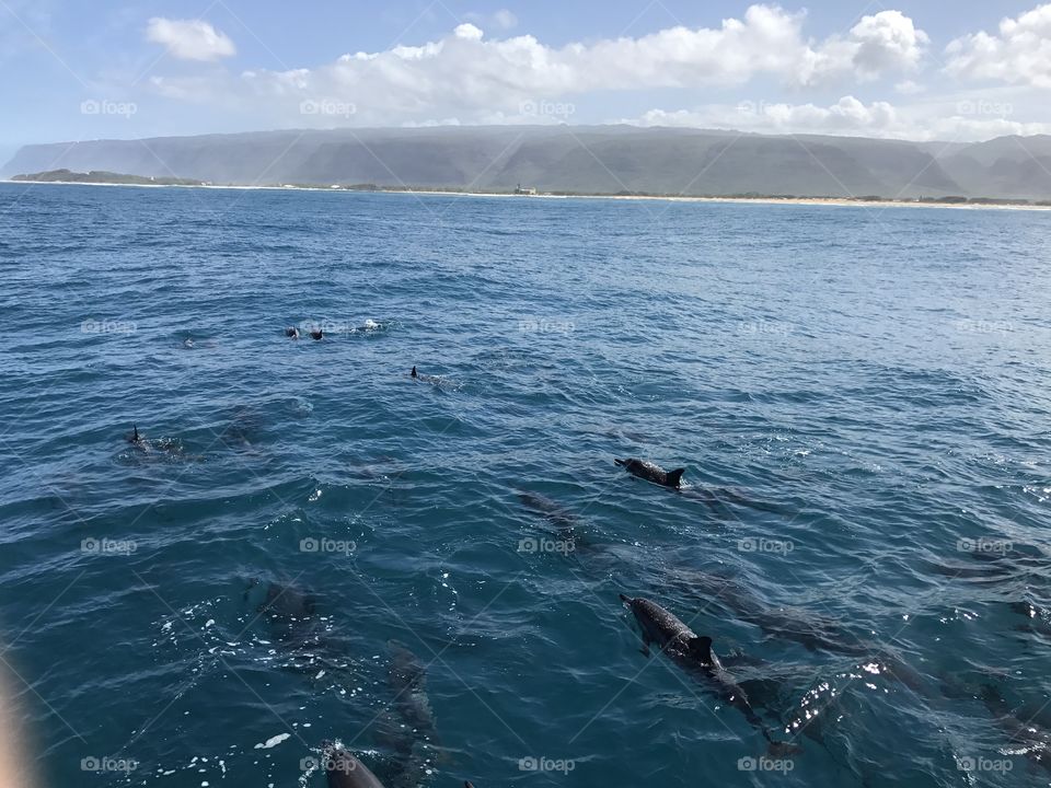 Na Pali coast dolphins!
