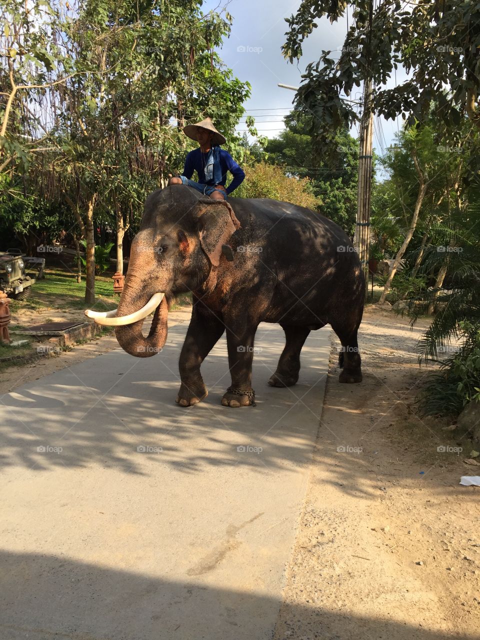 Elephant tracking