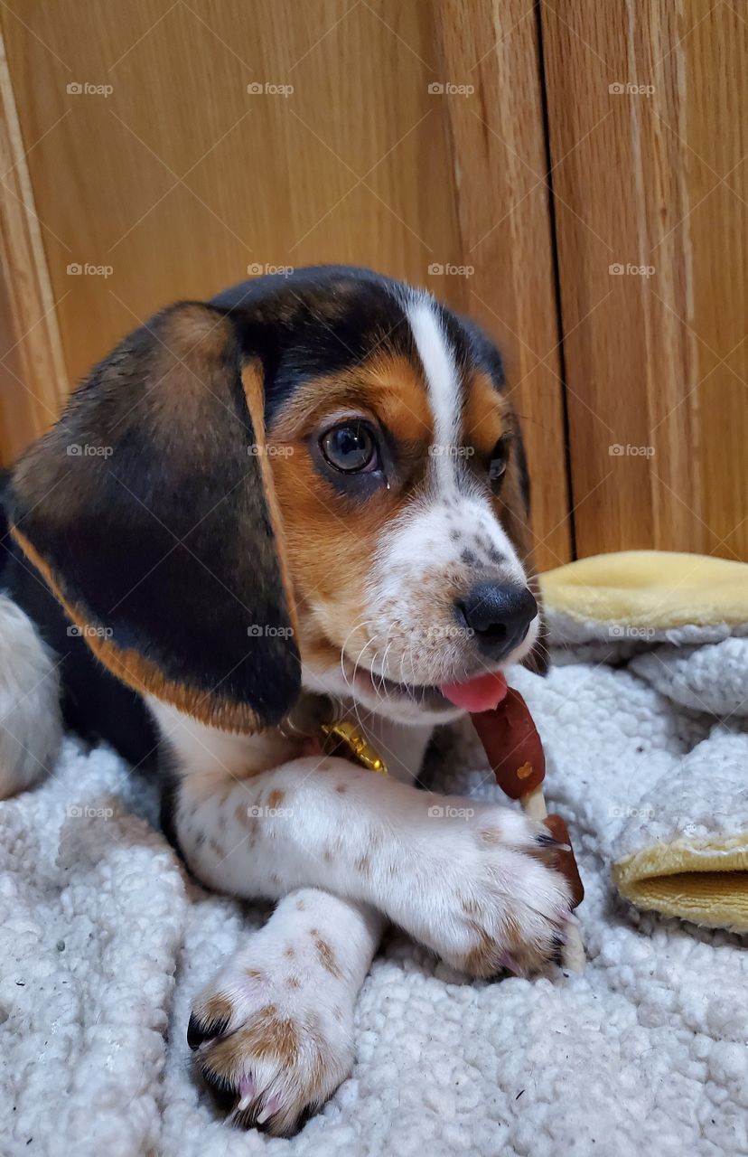 dog canine puppy treat chew