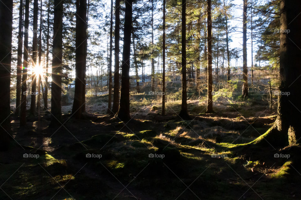 Sun shining in the forest 