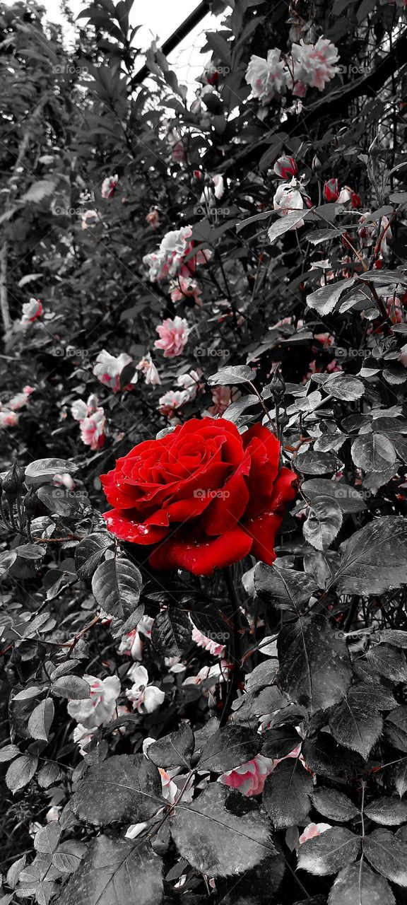 red rose