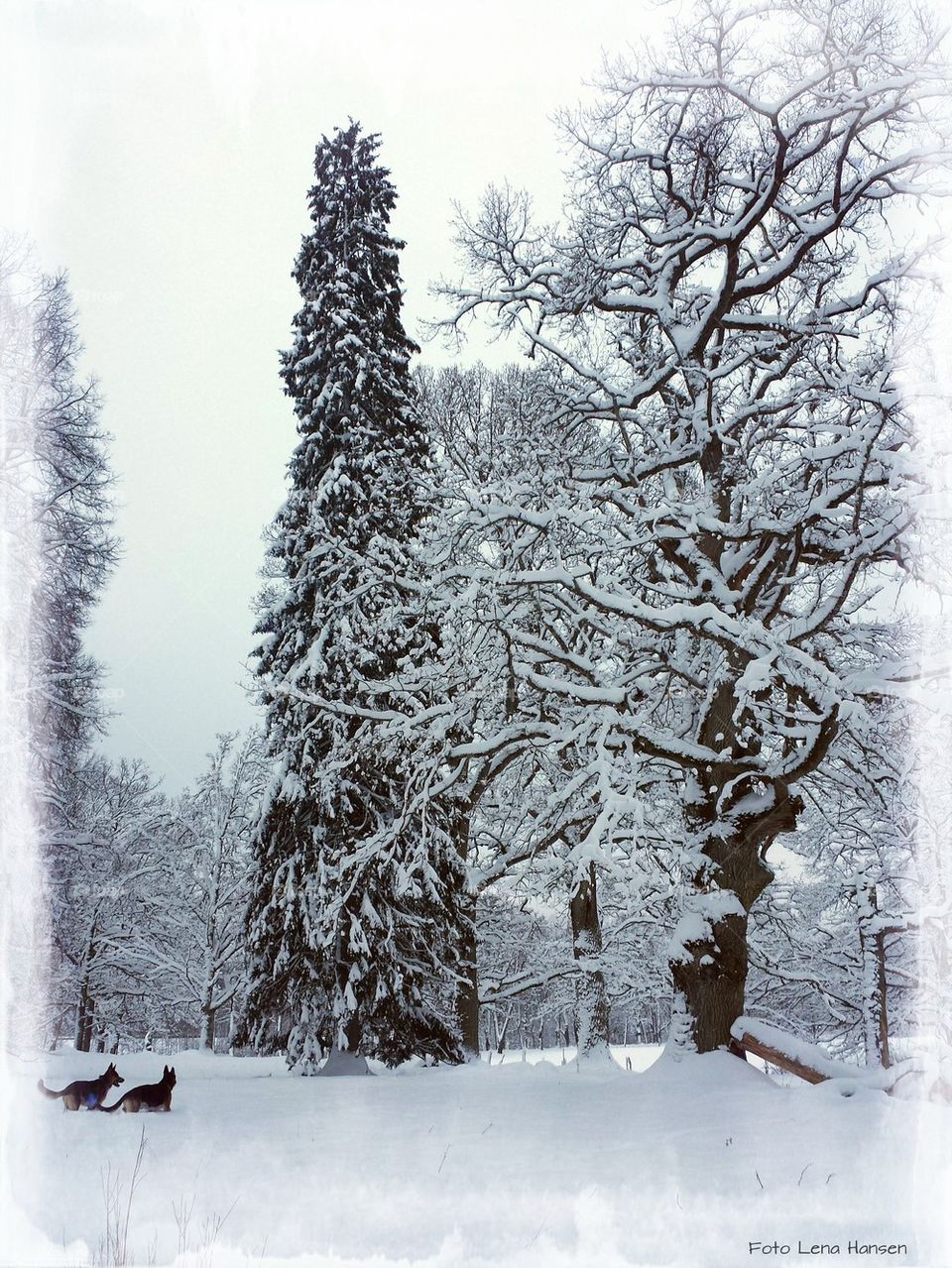 dog winter snow #tree landsbygd by LenaHansen