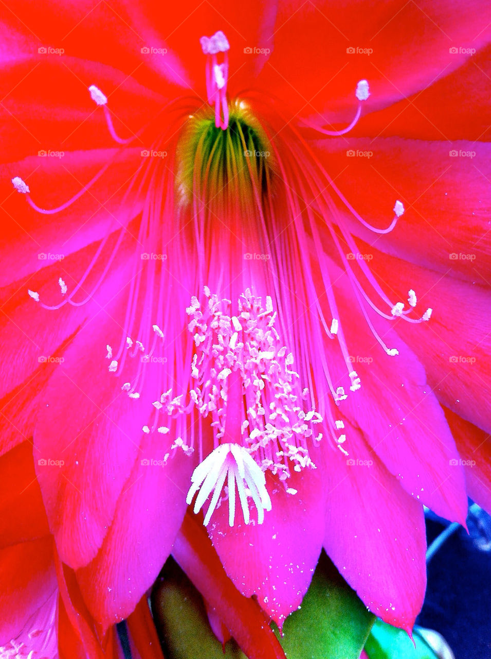 pollen nature flower colors by king