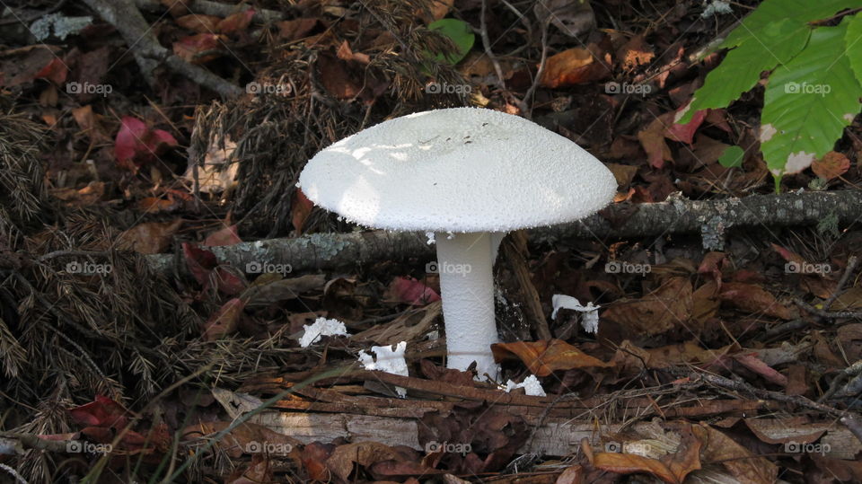 Mushroom in the forest