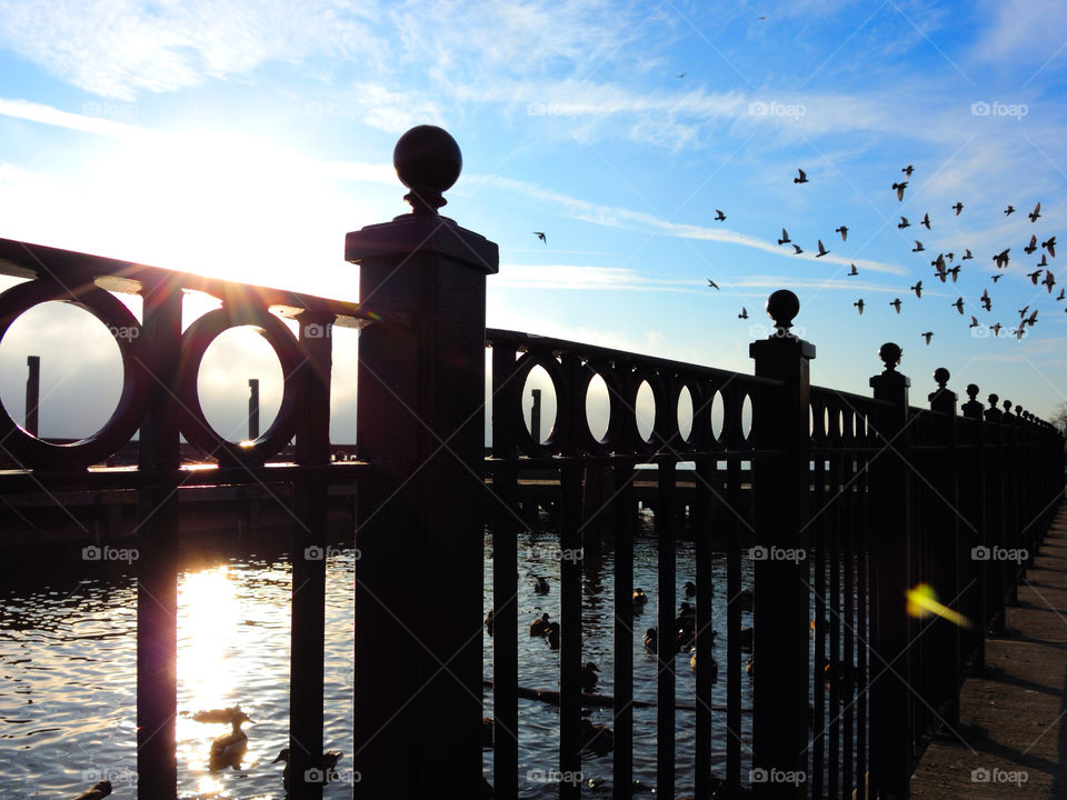fence birds iron flying by delvec