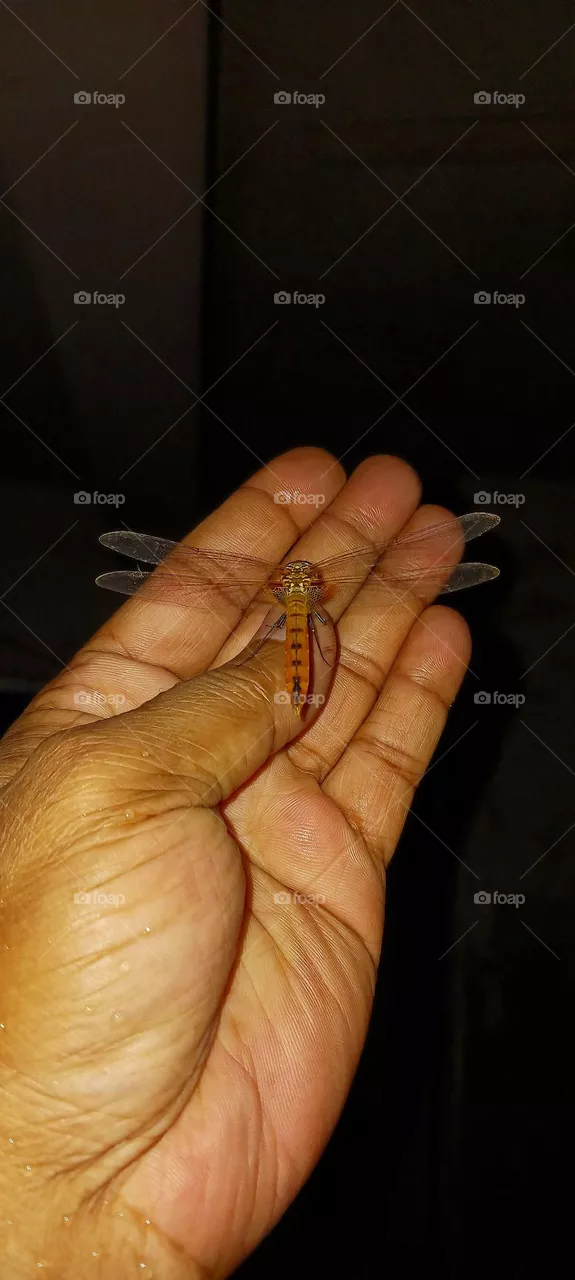 Dragonfly Insect