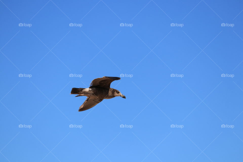 Single lone gull bird flying