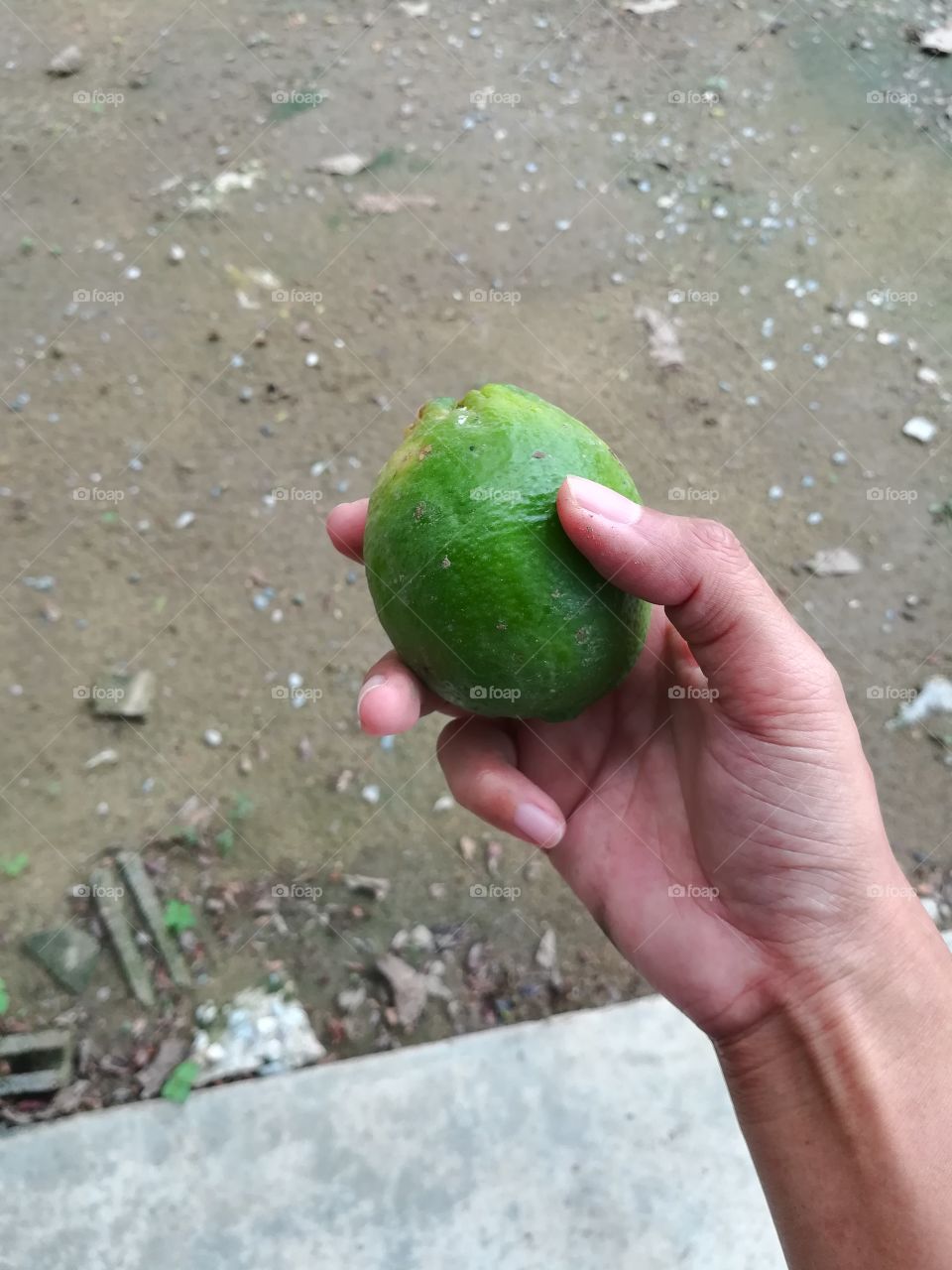 Green lime on human hand. Citrus fruit for healthy eating.