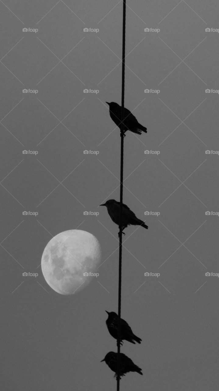 Birds and Moon