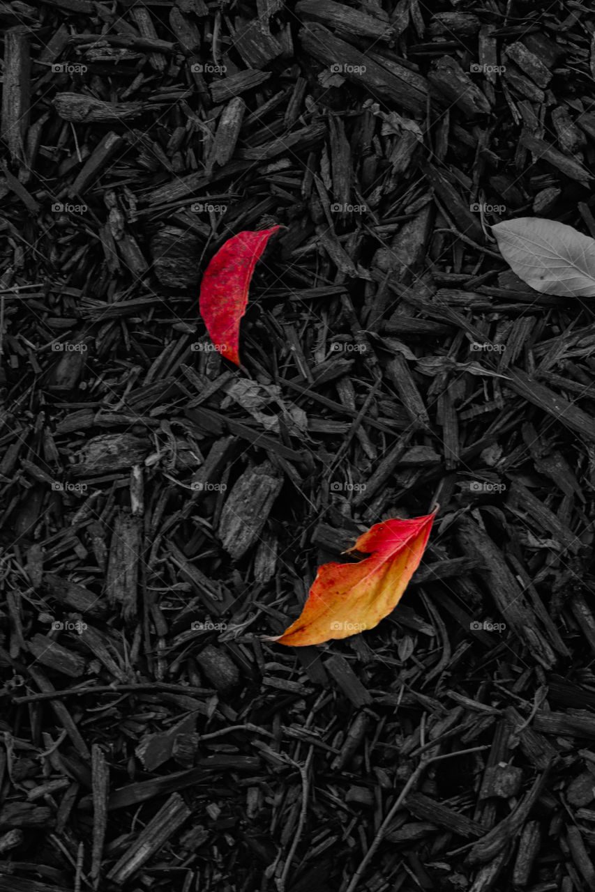 two beautiful leaves on the ground