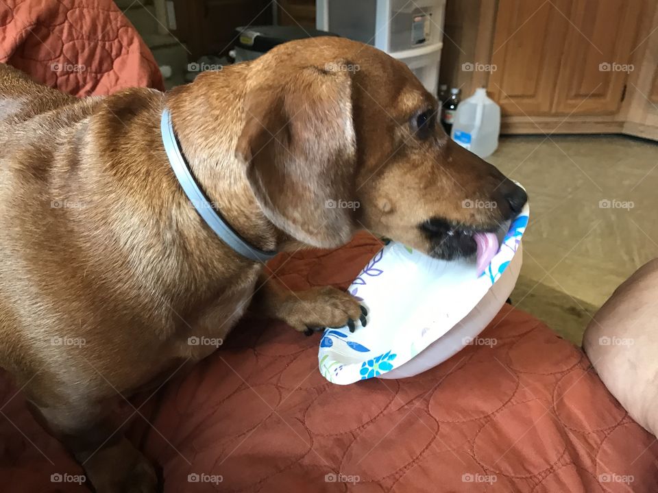 I won’t let this plate get away. Good to the last lick!