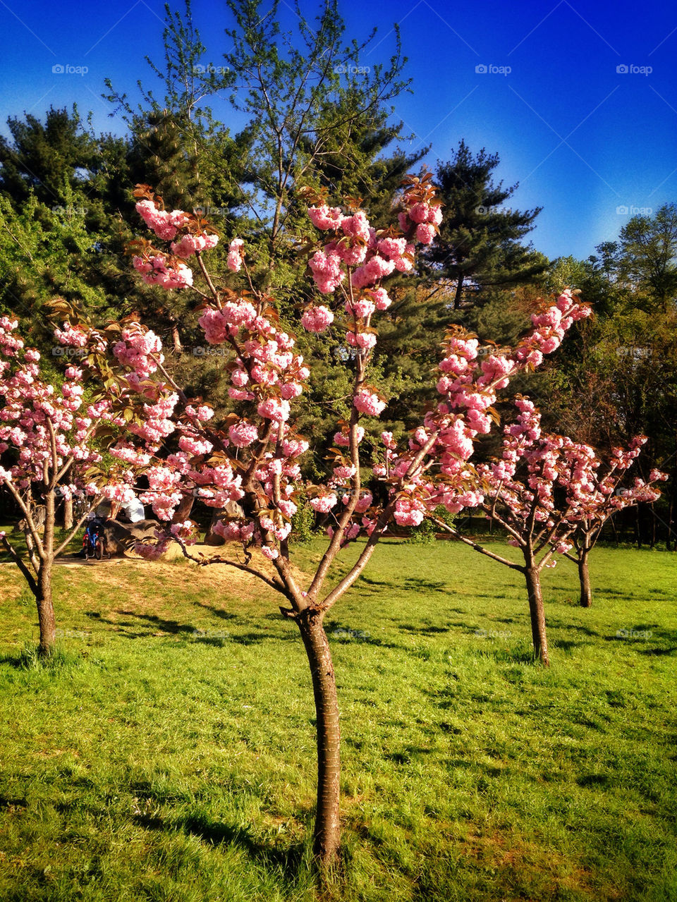 Japanese Cherry Tree