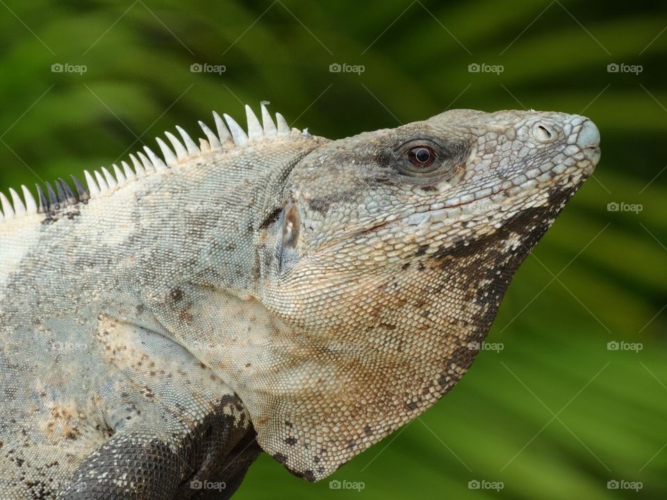 Mexican Iguana