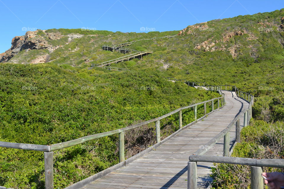 High angle view of footbridge in forest