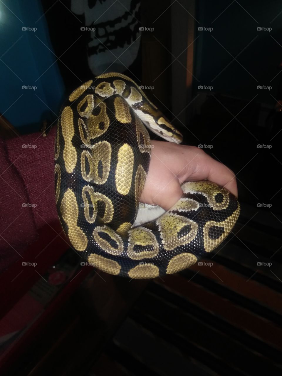 #Clyde #ballpython #Snake #Reptile #Fatty