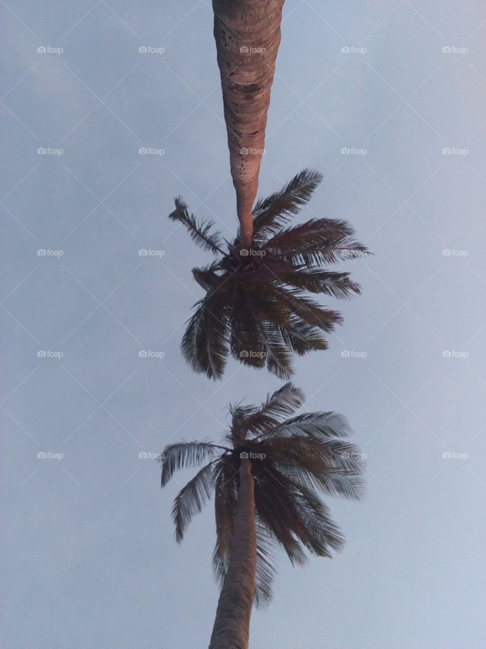 palm trees