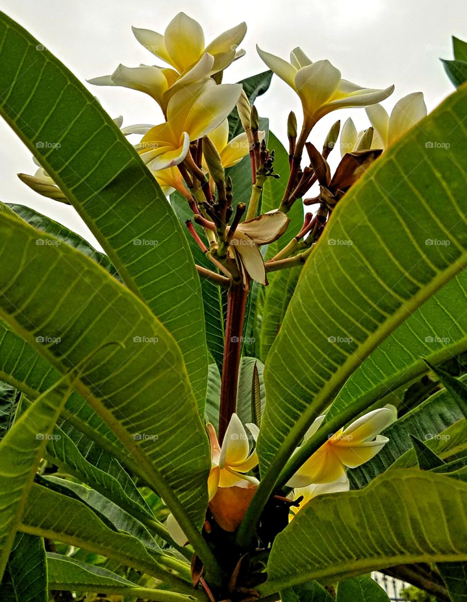 Blooming Plumeria