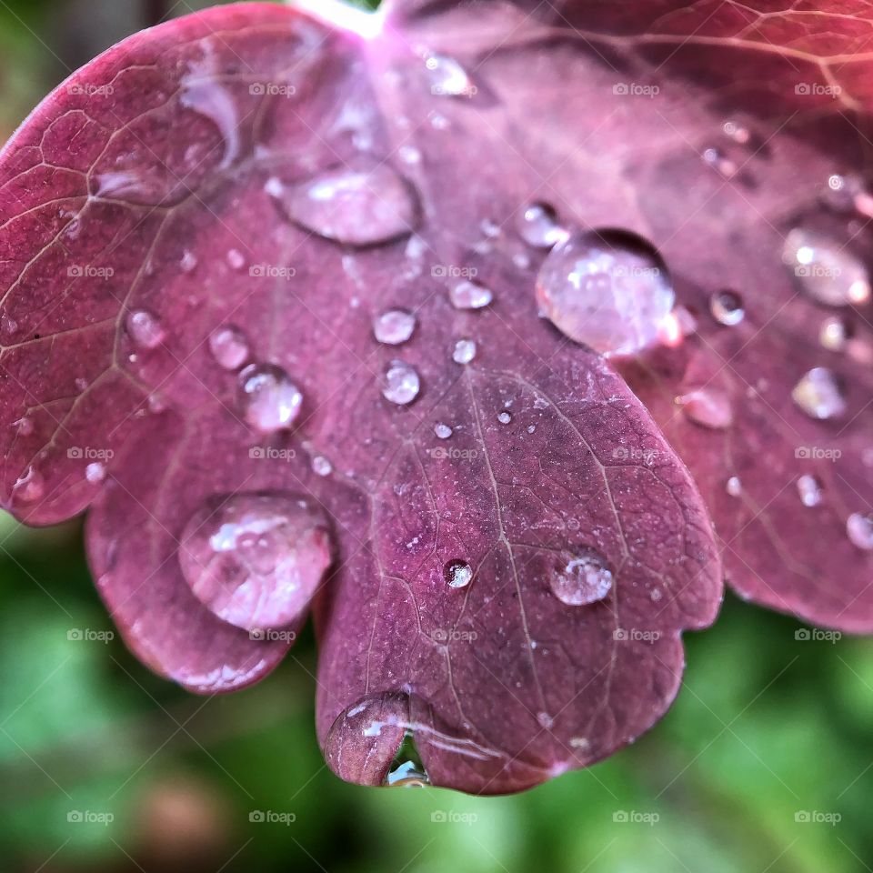 Rain drops on the leaf. After the rain.