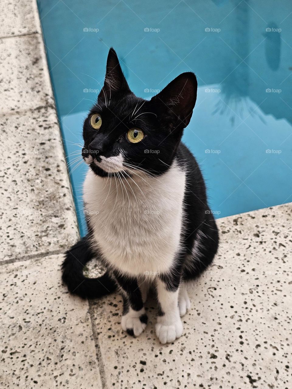 A black and white or Tuxedo cat elegantly sits near a pool, and looks slightly up. She is 3 years old. Her name is Mimi.