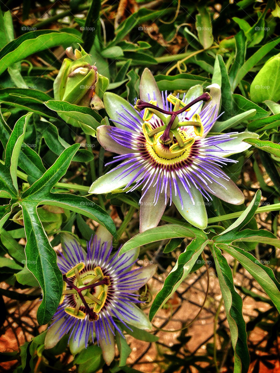 PASSION FRUIT FLOWER