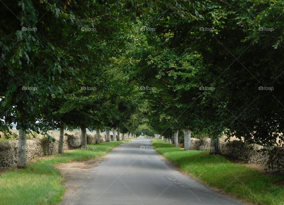 Tree lined road to Ancient Roman Villa