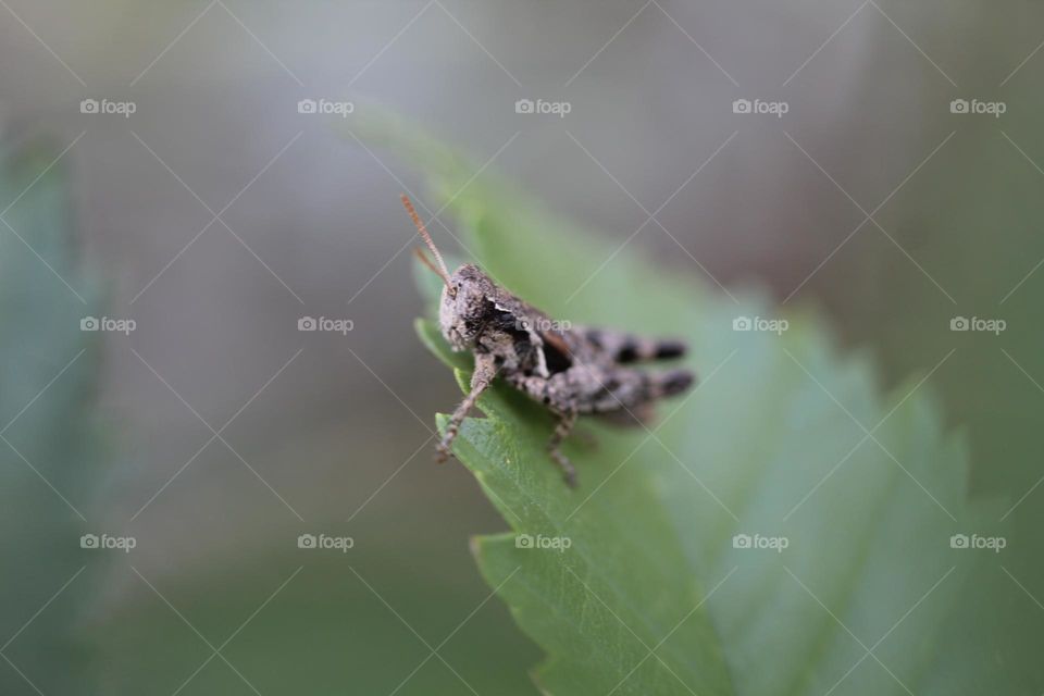 grasshopper