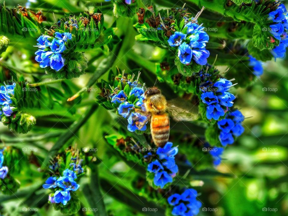 Honey bee pollinating a blue flower