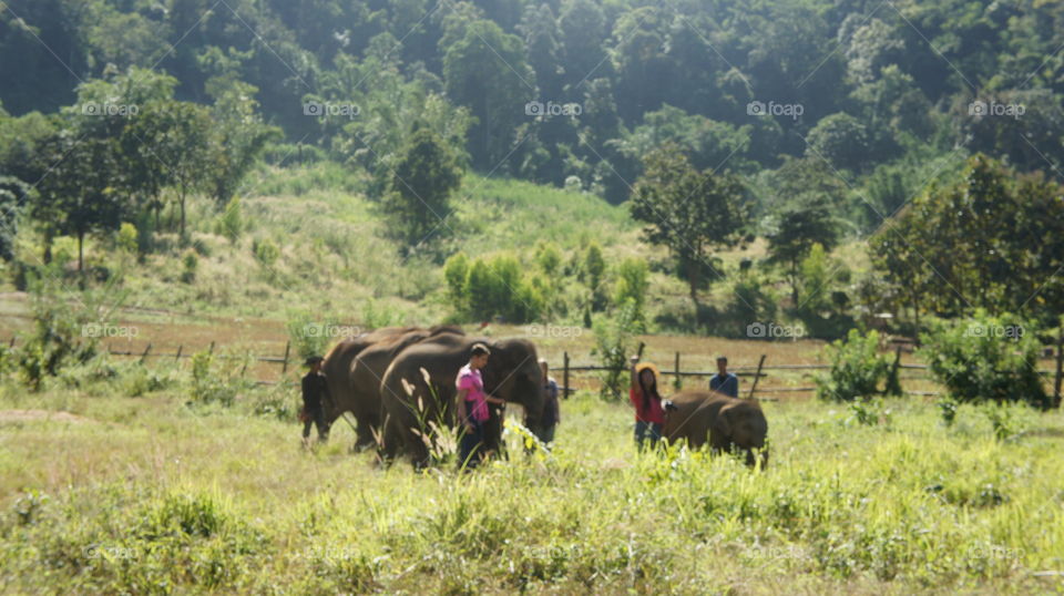 Elephant Sanctuary Thailand