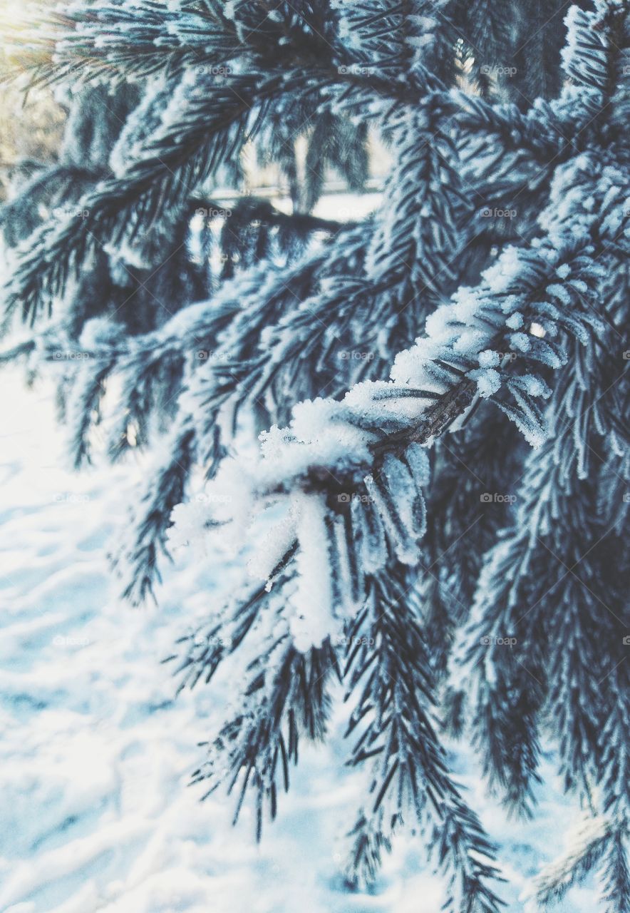 snow. branch. winter
