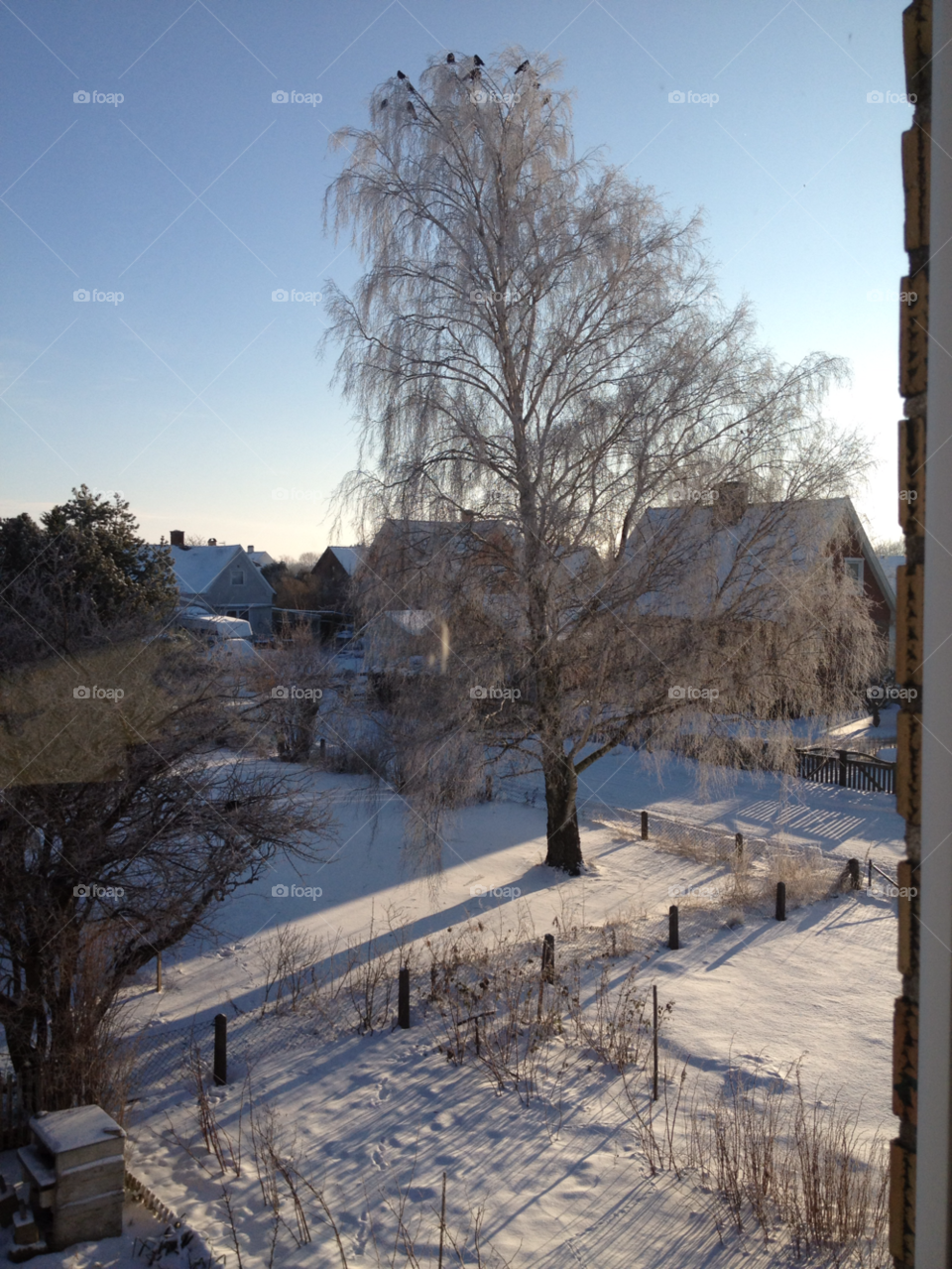 winter nature tree by liselott