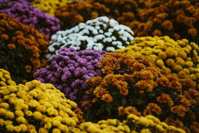 Many flower in the world but it's the best photo flowers