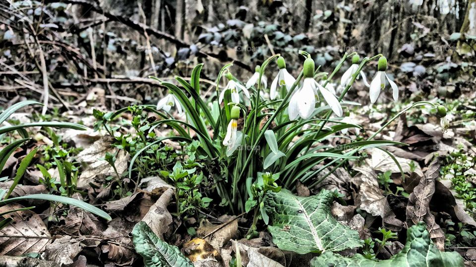 finally it's spring!